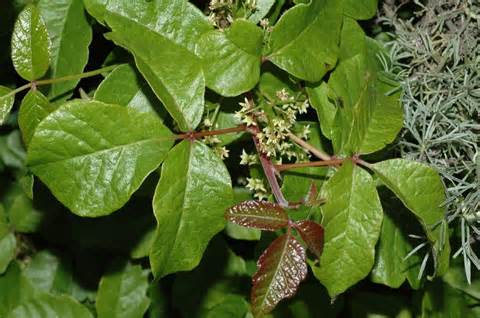 poison oak